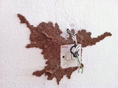 Termite mudding around a power point at a house in Southeast Asia