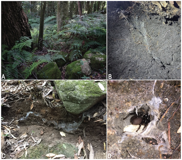 Four images that show the different habitats of funnel-web spiders