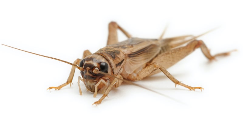 House cricket, Acheta domesticus, on a white background