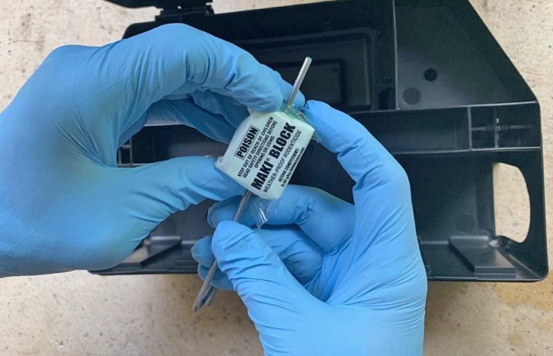 Gloved hands holding rodent bait