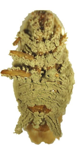Cockroach infected with bacteria