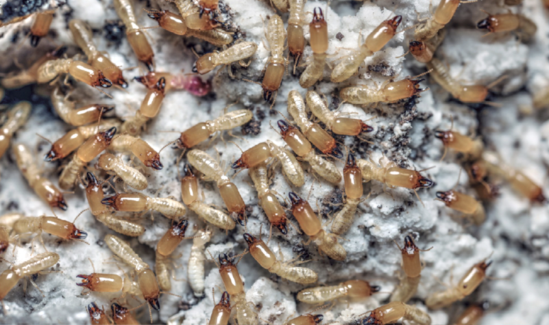 Large group of termites