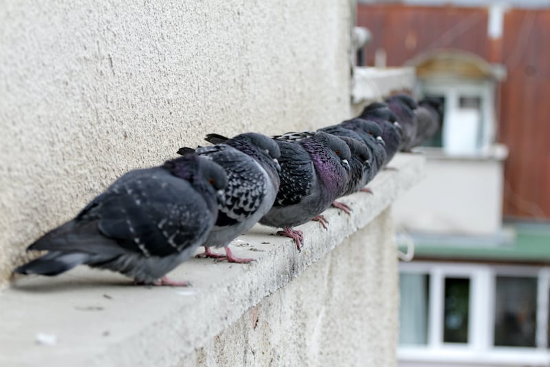 Birds roosting on an open ledge