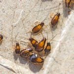 Cockroach nymphs in a group