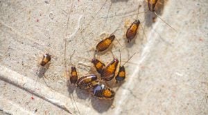 Cockroach nymphs in a group
