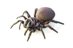 Mouse Spider on a white background