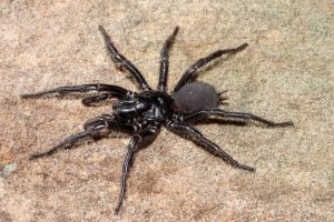Sydney funnel web spider on a brown sandy surface