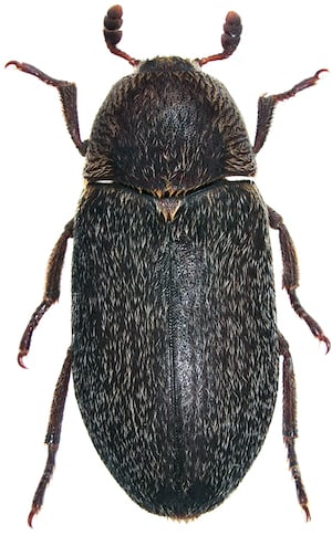 Hide beetle, Dermestes maculatus, on a white background