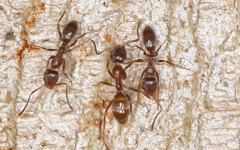 Three Argentine ants on a brown and white background