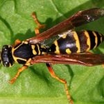 Asian Paper Wasp