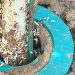Termites eating a termiticide rod that's covered in dirt