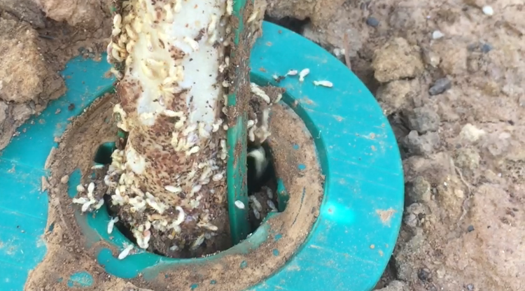 Termites eating a termiticide rod that's covered in dirt