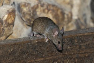 House mouse
