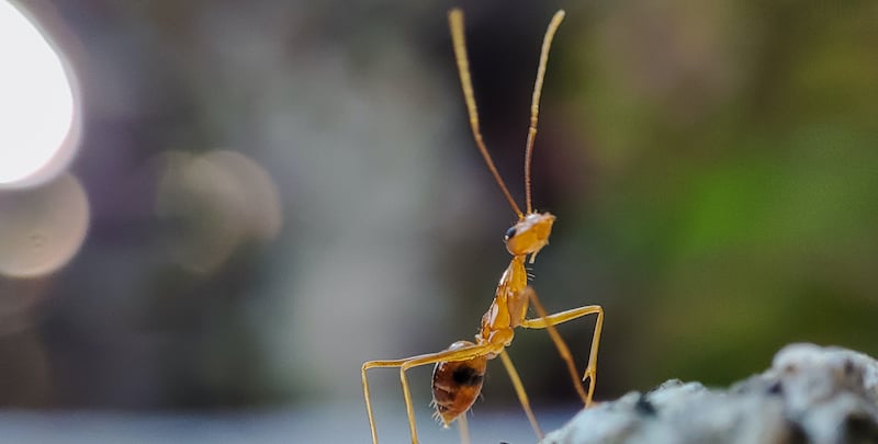 Yellow crazy ant on a rock with its long antennae on display