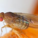 Vinegar fly, Drosophila melanogaster