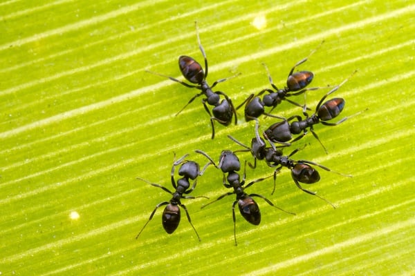 Black house ant