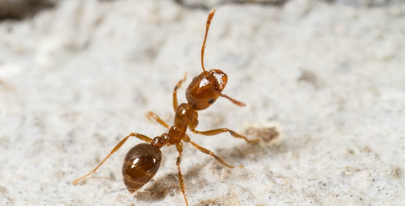 Close up of a fire ant