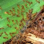 Yellow Crazy Ants swarming on a leaf