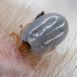 Engorged paralysis tick