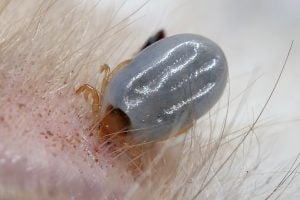 Engorged paralysis tick