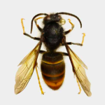 yellow-legged hornet