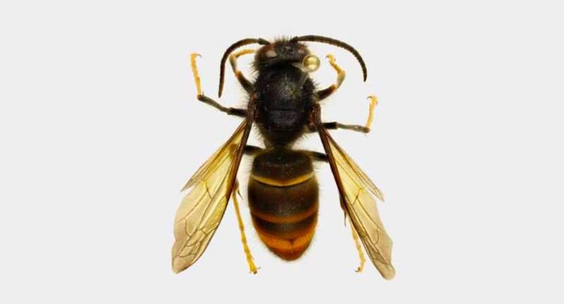 yellow-legged hornet