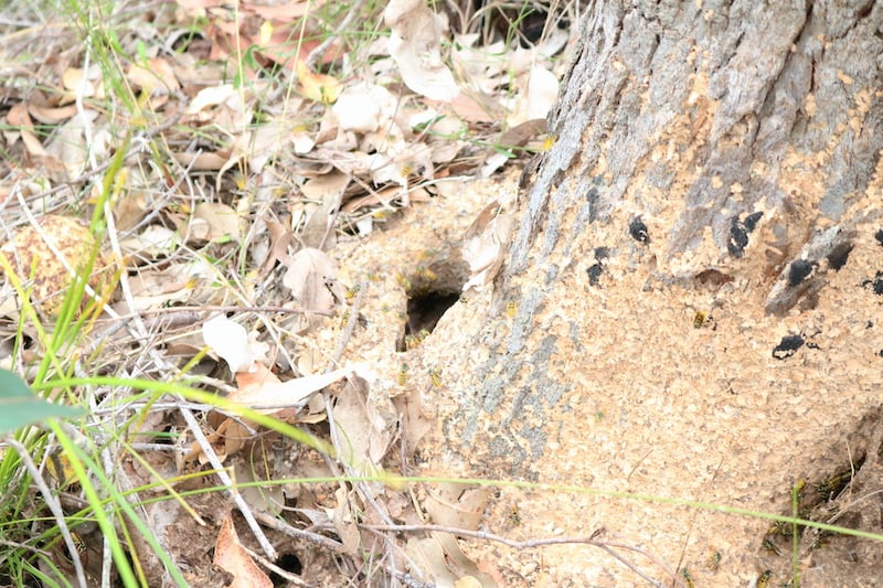 Wasp nest in the base of a tree in Australia