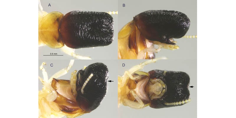 Cryptotermes mobydicki shown in 4 diagrams