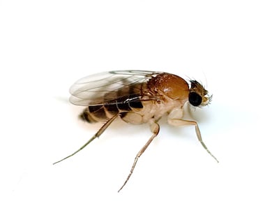 Scuttle fly on white background