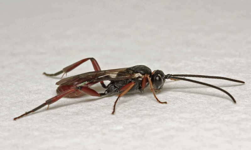 A parasitoid wasp, Sphecophaga vesparum