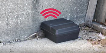 Rat trap with rat tail poking out