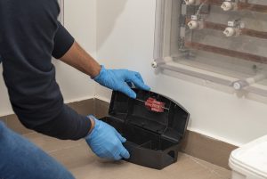 Rodent bait in bait station
