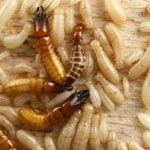 Western drywood termites