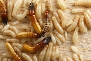 Western drywood termites