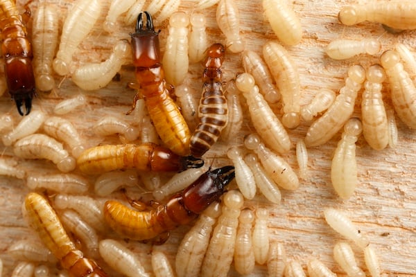 Western drywood termites
