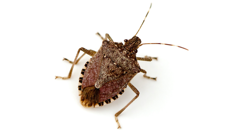 Brown Marmorated Stink Bug (Halyomorpha halys) on white background