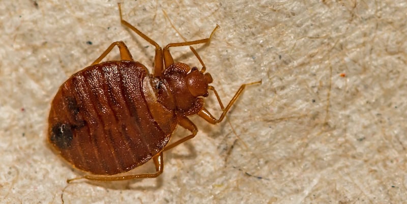 Common Bed Bug (Cimex lectularius)