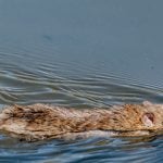Brown rat swimming