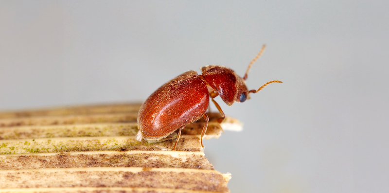 Lasioderma serricorne commonly known as the cigarette beetle, on a piece of wood