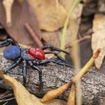 Male red-headed mouse spider