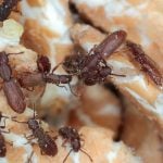 Sawtoothed grain beetles, Oryzaephilus surinamensis, on cereal grains