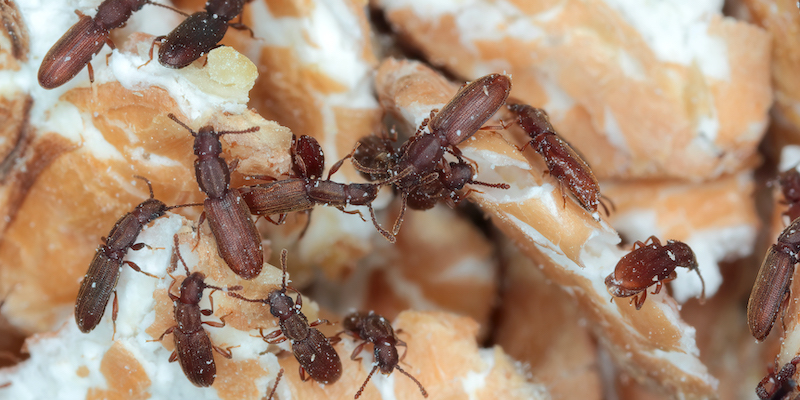 Sawtoothed grain beetles, Oryzaephilus surinamensis, on cereal grains