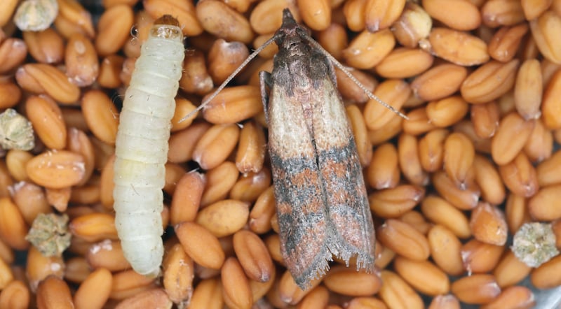 Larva and adult Indian meal moth (Plodia interpunctella)