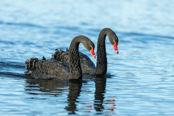 Black swans are monitored for bird flu