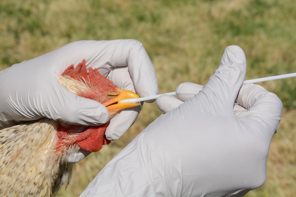 Bird infected with bird flu with show co-ordination and respiratory problems
