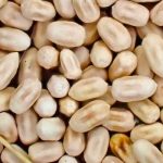Drywood termite faecal pellets close up