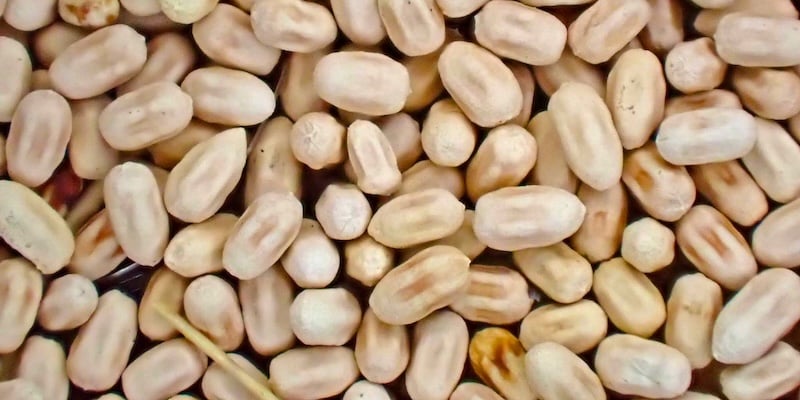 Drywood termite faecal pellets close up