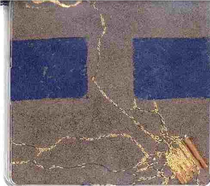 Termites passing through a gap in bifenthrin treated sand