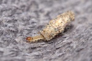Larva of Tinea pelionella moth dragging its case on a fabric cloth
