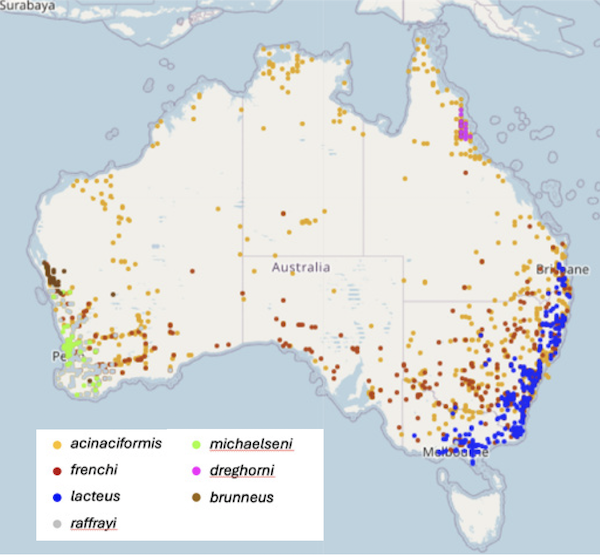 Coptotermes distribution Australia